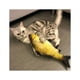 thumbnail image 2 of Juguete Pez Para Gatos Con Movimiento - Ps, 2 of 3