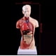 thumbnail image 4 of Torso Humano 28 Cm - Modelo Anatómico Órganos Extraíbles, 4 of 7