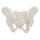 thumbnail image 4 of Modelo Esquelético de Pelvis Masculina a Tamaño Real - Axis Scientific, 4 of 8