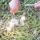 thumbnail image 4 of Encendedor de fuego bayite 1,3 cm × 15 cm barra de ferrocerio, 4 of 7