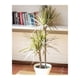 thumbnail image 5 of Set de 2 Maceteros y 2 Platos Biodegradables Clásico Blanco, 5 of 5