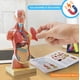 thumbnail image 4 of Modelo anatómico de torso humano 3D Generies 28 cm, 15 piezas, 4 of 6