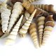 thumbnail image 3 of Conchas marinas de playa mixtas Seashells Super Z Outlet, 50 unidades, 3 of 6