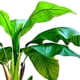 thumbnail image 2 of Planta Artificial Banano 180 cm. / 14 hojas Premium., 2 of 3