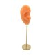 thumbnail image 4 of Soporte De Exhibición De Pendientes, Modelo De Oído Humano, Soporte De Perno, Escaparate, Organizador De Joyas, Piel Normal Derecha, 4 of 5