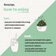 thumbnail image 5 of Té verde con menta Teapigs, 50 bolsitas biodegradables, 5 of 5