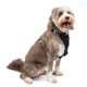 thumbnail image 1 of Kurgo Enhanced Strength Tru-Fit Smart Harness, Black, Large, 1 of 3