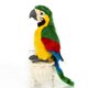 thumbnail image 1 of Peluche bonito conejo, guacamayo, loro, 25 cm, 1 of 2