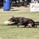 thumbnail image 4 of Disco volador para perros Hyperflite Jawz K-10 resistente a perforaciones, 4 of 9