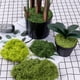 thumbnail image 2 of suxuMhao Musgo Artificial, Musgo Falso para Manualidades y Musgo para Plantas de Interior, 3 Packs de Musgo para Plantas (150G/0.33lb en Total, 50G/0.11lb por Paquete) - Relleno para Macetas para, 2 of 5