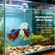thumbnail image 3 of Juguetes para Betta 5‑en‑1 HGEKLIZV: Kit con Hamaca Túnel, Espejo con Bola Flotante y Anillos de Entrenamiento, 3 of 6