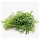 thumbnail image 2 of Semillas de Mostaza Verde | Semillería Brisol, 2 of 2