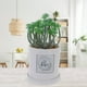 thumbnail image 4 of Planta Decorativa All You Need Love Maceta Blanca, 4 of 5