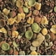 thumbnail image 2 of Alimento Para Hamster Tropifit 500g Completo Y Saludable Verde, 2 of 3