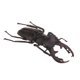 thumbnail image 1 of Juguetes De Animales Recurso Educativo Alta Simulación Insectos Realistas Figura I, 1 of 5