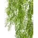 thumbnail image 3 of Helecho Colgante De Pino 100cm, 3 of 3