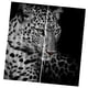 thumbnail image 1 of juego de 2 paneles de impresión digital de fotos blackout 3d cortinas leopardo de las nieves, 1 of 5