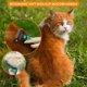 thumbnail image 4 of Rastrillo para peluquería de mascotas Candure, peine desenredante de doble cara, 4 of 9