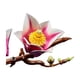 thumbnail image 2 of Ramas De Magnolia Lego Botanicals, 2 of 9