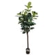 thumbnail image 1 of Planta Decorativa Arbol De Fiddle Tronco Grueso 180Cm, 1 of 3