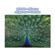 thumbnail image 3 of Rompecabezas Toynk Peacock Plume Wild Zoo Animal 1000 piezas, 3 of 7