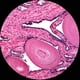thumbnail image 4 of Microscopio monocular compuesto AmScope M150, 40x-400x, 4 of 4