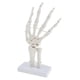thumbnail image 1 of Modelo Anatómico Esqueleto De La Mano Humana De Tama?o Natural, Anatomía Humana, 1 of 5