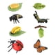 thumbnail image 1 of Material Didáctico Del Ciclo De Vida Animal En El Aula, 1 of 5