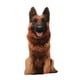 thumbnail image 1 of Perro 3D Cojín 20cm Lindo Animal Creativo Juguete De Peluche Para Oficina Coche Sofá Marrón, 1 of 5