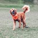 thumbnail image 5 of ¡Juguete Chuckit! Pelota Ultra Squeaker para perros (paquete de 3), tamaño grande, 5 of 7