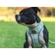thumbnail image 3 of Nuevo Arnés Mascotas Cielo M Dog Republic, 3 of 3