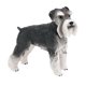 thumbnail image 1 of La Estatuilla Del Perro De Simualtion Hace A Mano El Schnauzer Estándar Miniatura Para El Regalo De Vacaciones, 1 of 5