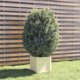thumbnail image 2 of Jardinera VidaXL cuadrada de madera de pino maciza de 40 x 40 x 40 cm, color blanco, 2 of 9