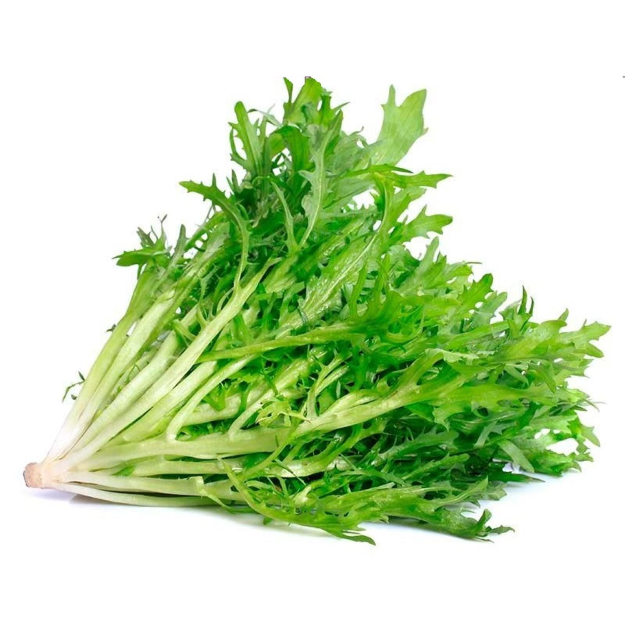 Achicoria Bolsa 1 Un