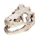thumbnail image 3 of Acuario Dinosaurio Cráneo Cabeza Decoración Pecera Dinosaurio Cráneo Modelo, 3 of 5