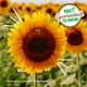 thumbnail image 3 of Kit de cultivo científico Back to the Roots Kids, 2 unidades, sandía o girasol, 3 of 3