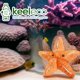 thumbnail image 5 of Peluche estrella de mar ecológico Deluxe Paws reciclado, 5 of 7