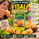 thumbnail image 4 of Semillas de Physalis (Uchuva / Aguaymanto) - Brisol, 4 of 7