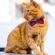 thumbnail image 4 of Collar de gato a cuadros con cascabel ajustable, pajarita, lazo de liberación rápida, suave, negro y rojo, para gatitos pequeños, 2 unidades, 4 of 7