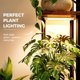 thumbnail image 2 of Bamworld Plant Stand con luz de cultivo para plantas de interior, esquinero, 2 of 3