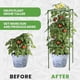 thumbnail image 5 of Cage para tomates K-Brands, paquete de 3, enrejado cuadrado de 104 cm, 5 of 8
