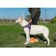 thumbnail image 5 of Arnés para perros Truelove TLH5753 sin tirones, reflectante, para perros grandes, 5 of 6