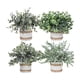 thumbnail image 2 of Plantas Artificiales Bothyi Set 4 Piezas Estilo A, 2 of 5