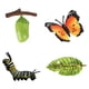thumbnail image 2 of Ni?os Educativos Ciclo De Insectos Crecimiento De Mariposas Juguetes Preescolares Juego De Roles B, 2 of 5