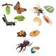 thumbnail image 5 of Juguete De Aprendizaje De Educación Infantil De Crecimiento De Insectos De Naturaleza Realista, 5 of 5