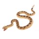 thumbnail image 4 of Coleccionista De Juguetes De Figuras De Serpientes De Plástico Para Ni?os, Relleno De Bolsas, Regalo, Serpiente De Cascabel, 4 of 5