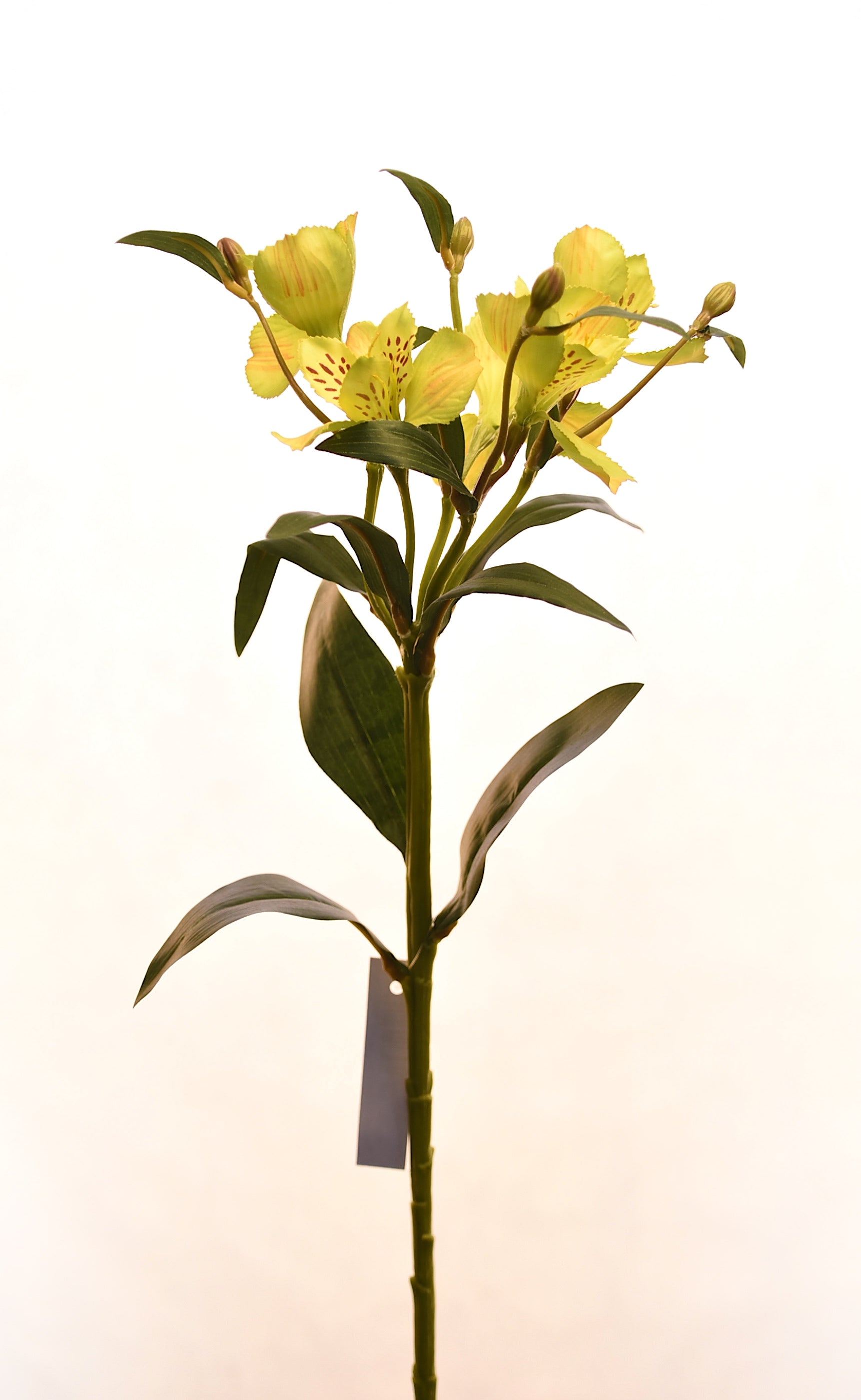 Vadell - Astromelia Verde 61 Cm