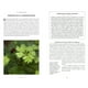 thumbnail image 3 of Árboles - Pequeño libro de la naturaleza., 3 of 6