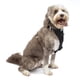 thumbnail image 1 of Arnés para perros Kurgo Enhanced Strength Tru-Fit Smart Black Large, 1 of 6
