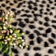 thumbnail image 3 of Alfombra Huichenxing 2021 Furstore con estampado de guepardo sintético de 160 x 200 cm, 3 of 7